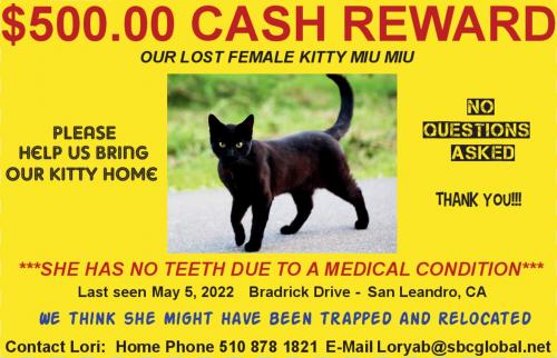Lost Female Cat last seen Bradrick Drive & Washington Avenue, San Leandro, CA 94578